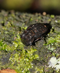 Aulacopris reichei