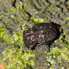 Aulacopris reichei