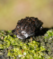 Aulacopris reichei
