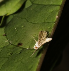 Lamprosema tampiusalis