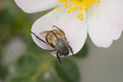 Chaetopteroplia segetum