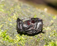 Aulacopris reichei