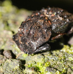 Aulacopris reichei
