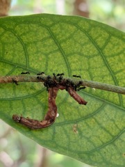 Dolichoderus thoracicus