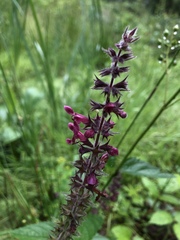 Stachys sylvatica