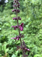 Stachys sylvatica