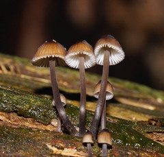 Mycena mulawaestris