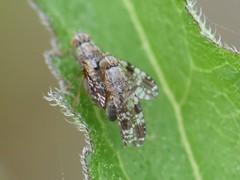 Tephritis vespertina