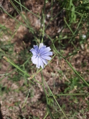 Cichorium intybus