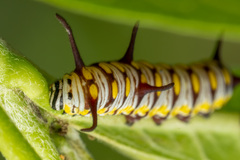 Danaus chrysippus