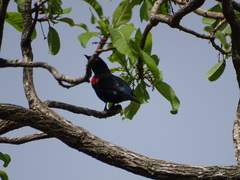 Campephaga phoenicea