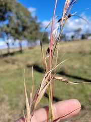 Themeda avenacea