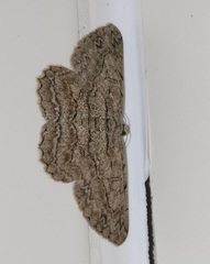 Hypomecis transcissa