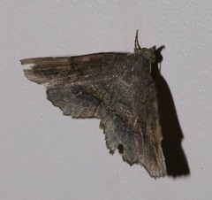 Pangrapta obscurata