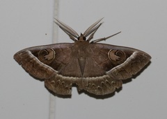 Metopta rectifasciata