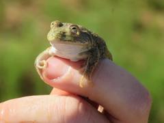 Ranoidea platycephala