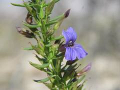 Stemodia florulenta