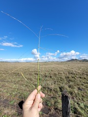 Digitaria porrecta