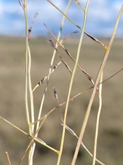 Digitaria porrecta