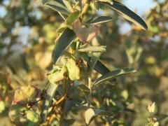Atriplex stipitata