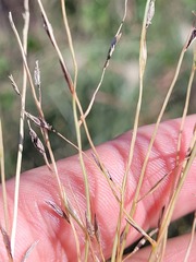 Digitaria porrecta