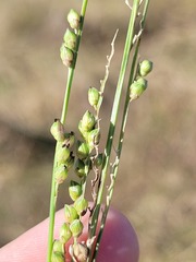 Setaria globoidea