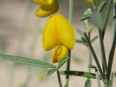 Crotalaria eremaea