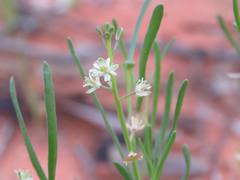 Lepidium phlebopetalum