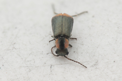 Axinotarsus marginalis