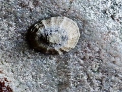 Scutellastra granularis