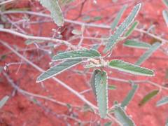 Sida fibulifera