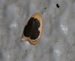 Pseudoblabes oophora