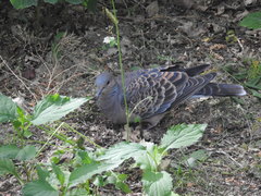 Streptopelia orientalis