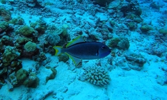 Xanthichthys auromarginatus