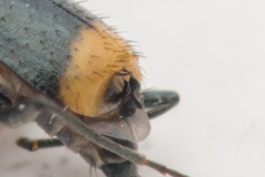 Axinotarsus marginalis