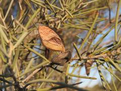 Hakea leucoptera