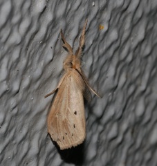 Laelia anamesa
