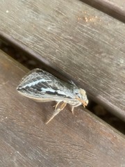 Abantiades argentata