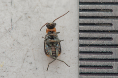 Axinotarsus marginalis