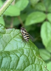 Syrphus rectus