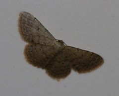 Idaea ptyonopoda