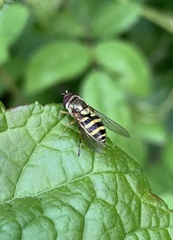 Syrphus rectus