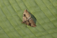 Xanthorhoe cyane