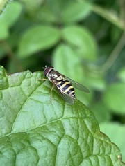 Syrphus rectus