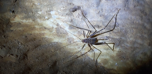Bended Cave-cricket
