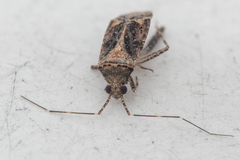 Phytocoris dimidiatus