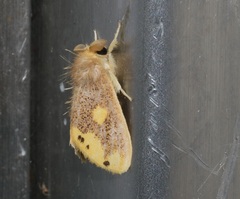 Euproctis quadrangularis