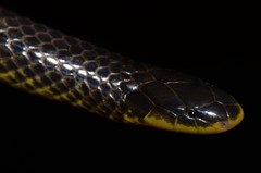 Amblyodipsas microphthalma microphthalma