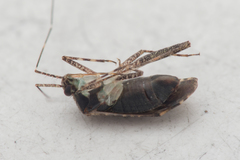 Phytocoris dimidiatus