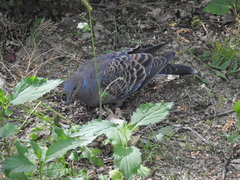 Streptopelia orientalis